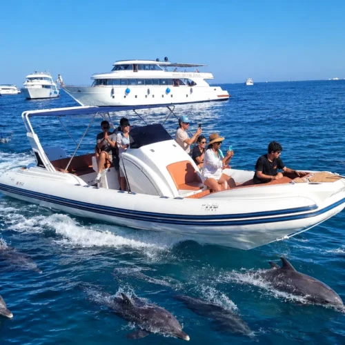Dolphin House (Shaab El Erg) day tour