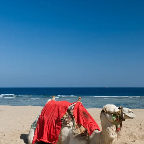 Red Sea Desert Super Safari tour