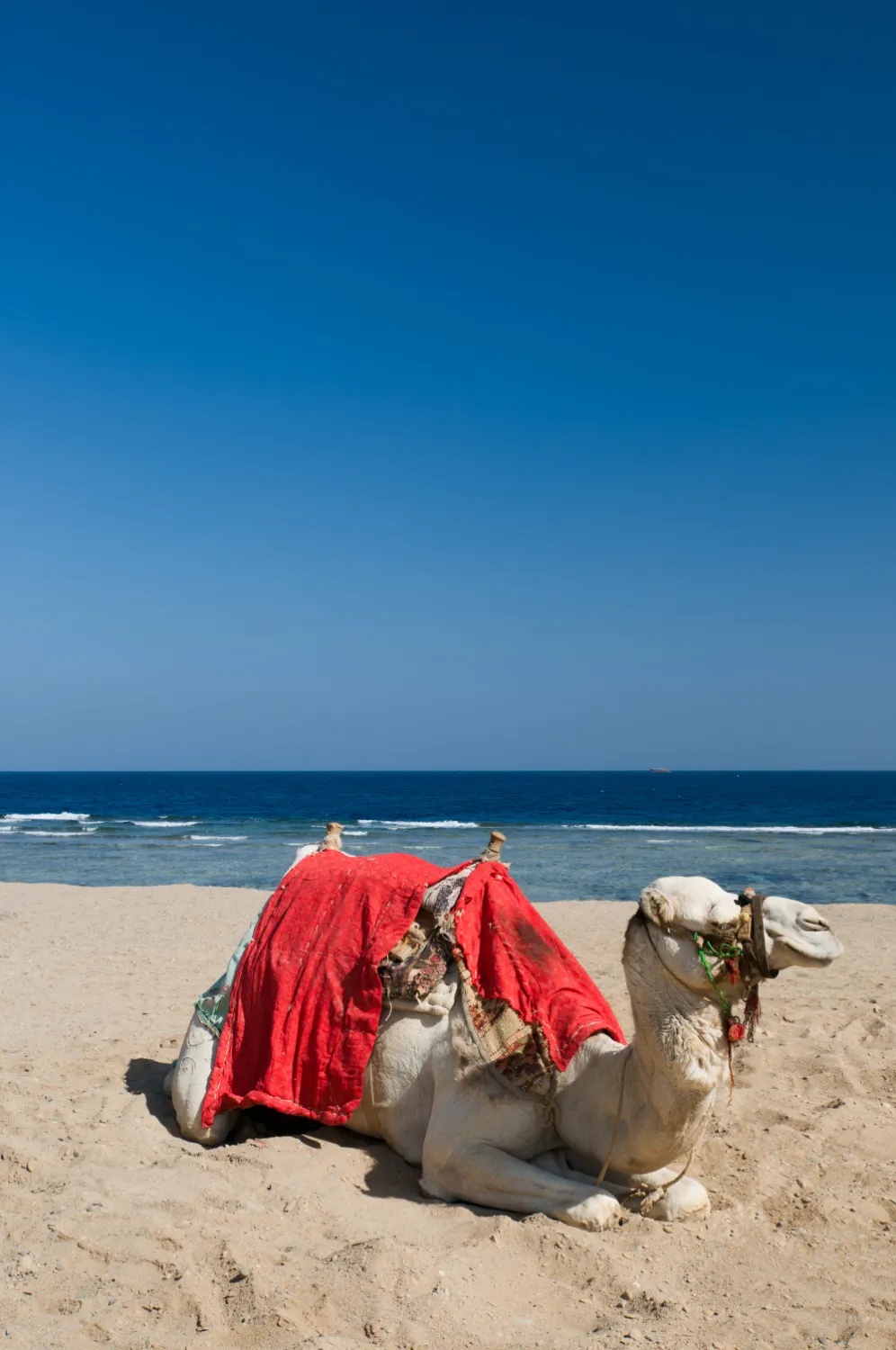 Red Sea Desert Super Safari tour
