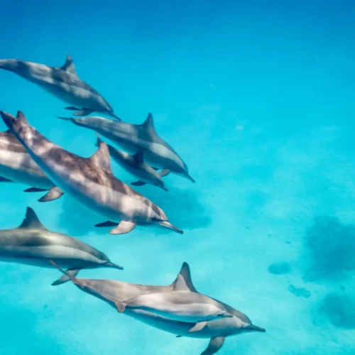 Dolphin House (Shaab El Erg) day tour