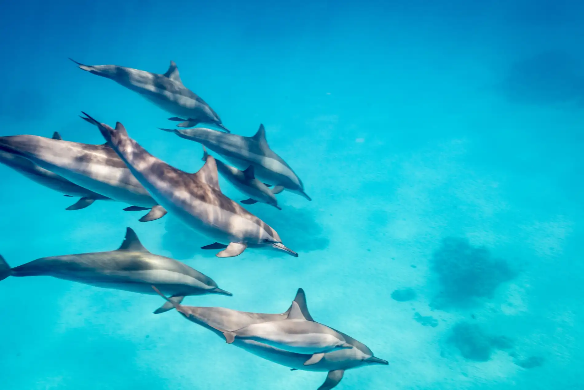 Dolphin House (Shaab El Erg) day tour